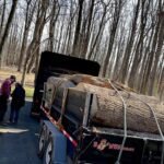 Some of our tree service work (2)