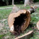 Some of our tree service work (7)